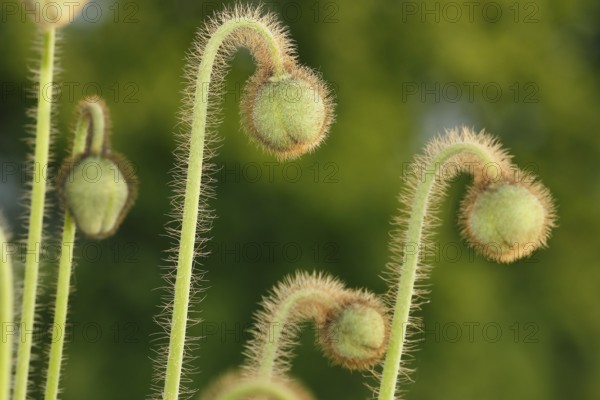 Iceland poppy (Papaver nudicaule), buds, in the evening light, North Rhine-Westphalia, Germany,