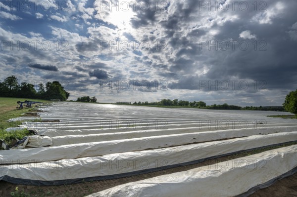 Asparagus field with white covering foil, cloudy sky, Eckental, Middle Franconia, Bavaria, Germany,