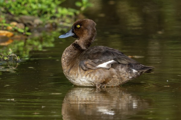 Tufted duck, tufted pochard (Aythya fuligula, Anas fuligula) adult female resting in shallow water