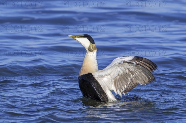 Common eider duck (Somateria mollissima) male, drake in breeding plumage flapping wings along the