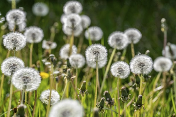 Meadow with dandelion, dandelion, in full fruit ripeness, Taraxacum, spring, landscape in