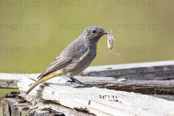 Black redstart (Phoenicurus ochruros) Germany