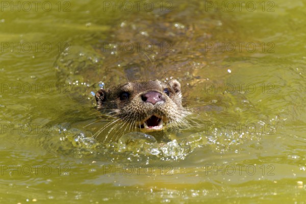 An otter swims towards the viewer with its mouth open in the water, European otter (Lutra lutra)