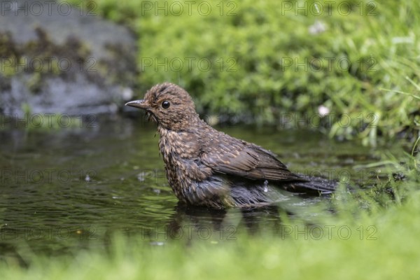 Blackbird (Turdus merula), bathing, Emsland, Lower Saxony, Germany, Europe