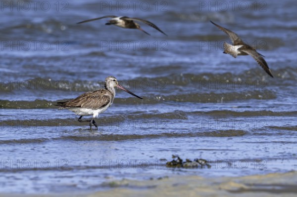 Bar-tailed godwits (Limosa lapponica) foraging in shallow water on beach along the North Sea coast
