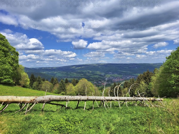 An idyllic landscape with a tree trunk lying across a green meadow. The meadow is interspersed with