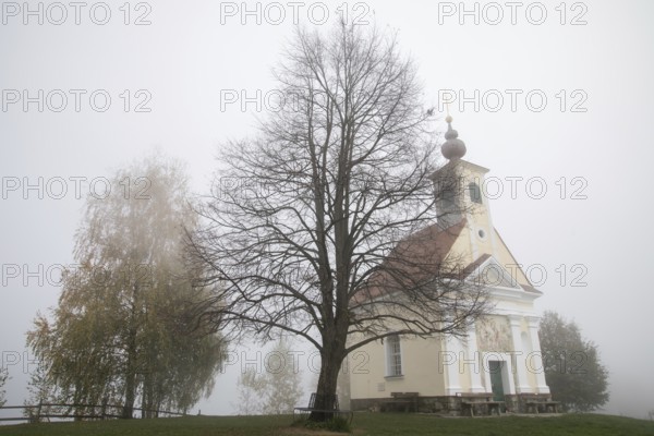 Karger tree, autumn atmosphere with fog, Theresienkapelle, Mass chapel Maria vom Guten Rat, Sausal,