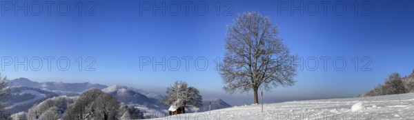 Winter lime tree with snow, panorama of Jura mountain range, Wisen, Solothurn, Switzerland, Europe
