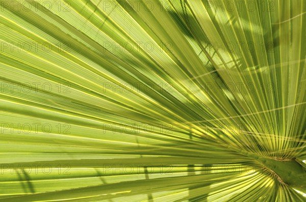 Leaf of young palm tree. Closeup of a green palm leaf, viewed from below. Green background texture