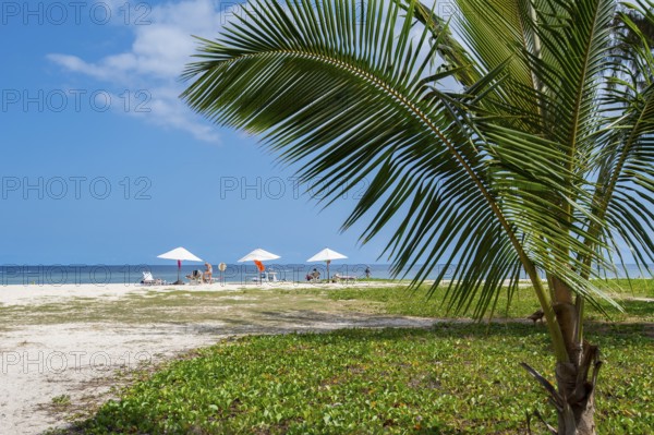 Coconut palm or coconut palm (Cocos nucifera), parasols, Flic en Flac Beach, beach, Indian Ocean,
