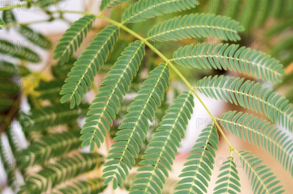 Mimosa (Mimosa Pudica) top-down composition. Decorative fern. Green leaves of young mimosa palm.