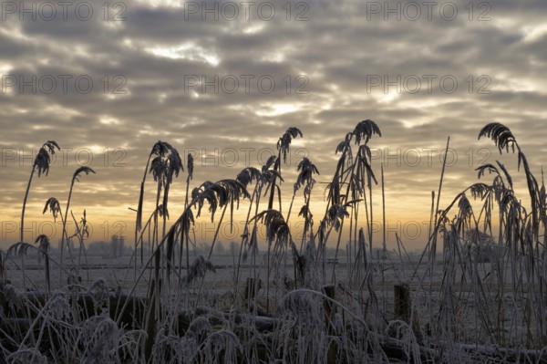 Silhouettes of reed in front of a beautiful sunset close to Sliedrecht in the Dutch region