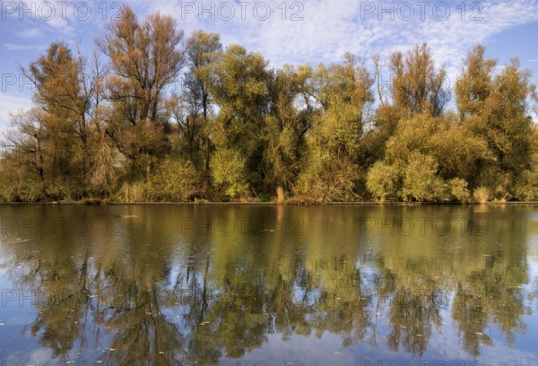 Row of willow trees along the Lage Vaart canal along the A6 highway between the Dutch cities Almere