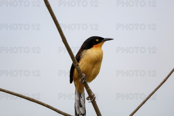 Beautiful Black-capped donacobius perched on a bare branch against bright sky, close up, Mato