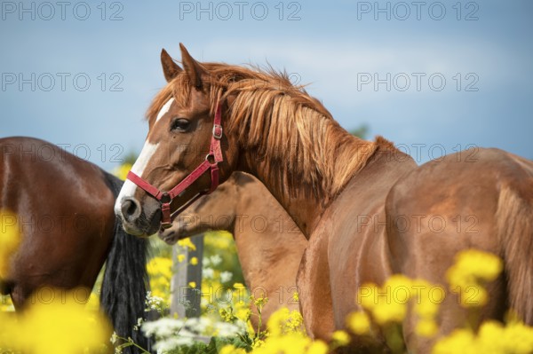 Portrait of chestnut dam mare posing in yellow blossom pasture against dramatic sky