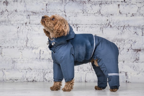 Small funny dog of brown colour with curly hair of toy poodle breed posing in clothes for dogs.