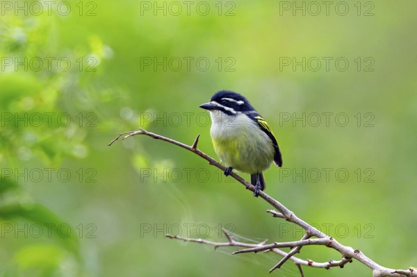 Yellow-rumped Tinkerbird, (Pogoniulus bilineatus), Barbion à croupion jaune, Barbudito culigualdo,