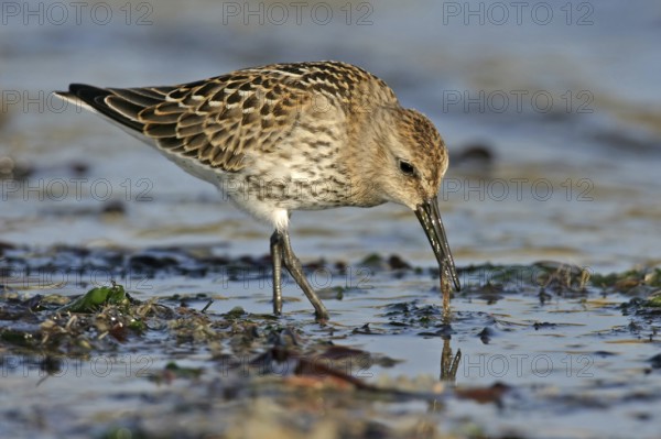Animal, Animals, Bird, Birds, dunlin (Calidris alpina), Snipe bird, Heligoland, Heligoland,