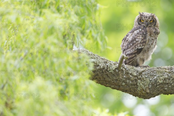 Spotted eagle-owl (Bubo africanus), Grand-duc africain, Wakkerstrom surroundings, Wakkerstrom,