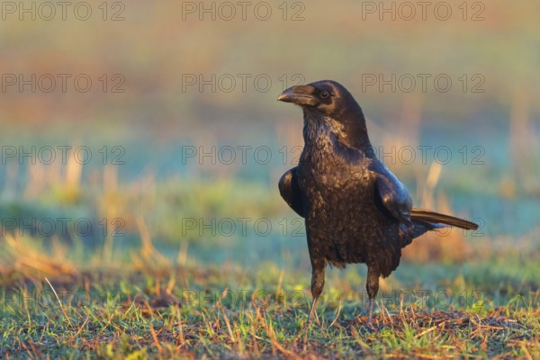 Raven, Common Raven, Raven, (Corvus cor), Grand Corbeau, Hides De Calera / Valley Hide, Calera Y