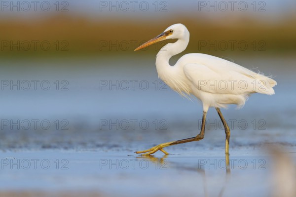 Western Reef Heron, Western Reef-Heron, Western Reef-Egret, (Egretta gularis), Garceta Dimorfa,