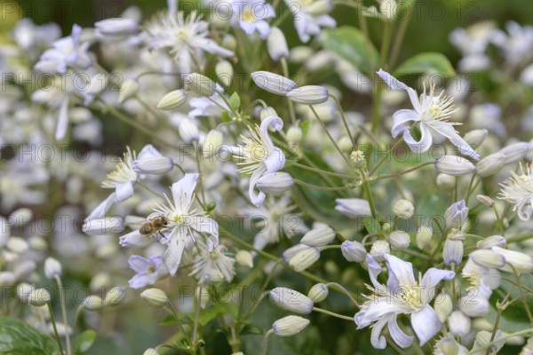 Clematis (Clematis 'Mrs Robert Brydon'), EGA Park, Erfurt, Thuringia, Germany, Europe