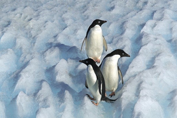 Three Adelie penguins in the Antarctic, Wedell Sea, Long-tailed penguins, (Pygoscellis adeliae),
