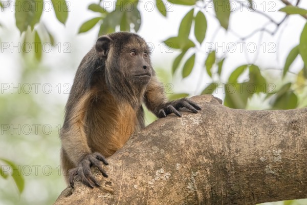 Black howler (Alouatta), juvenile, Pantanal, inland, wetland, UNESCO Biosphere Reserve, World