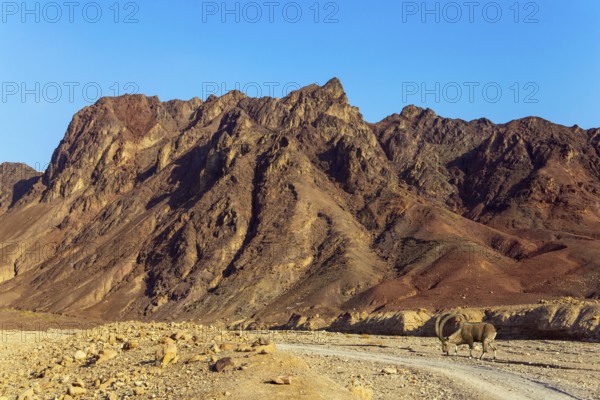 Wild mountain goat with curled horns in the Eilat Mountains. The rocks are composed of sandstones,