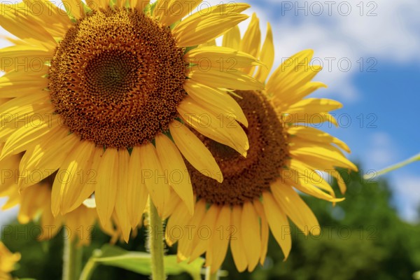 A vast field of golden sunflowers sways gently in the warm summer breeze, their bright heads turned
