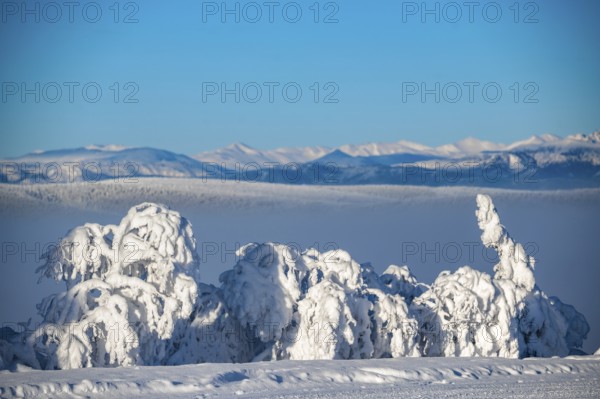 Snowy bushes in front of a mountain range under a clear sky, Yukon, Canada, North America
