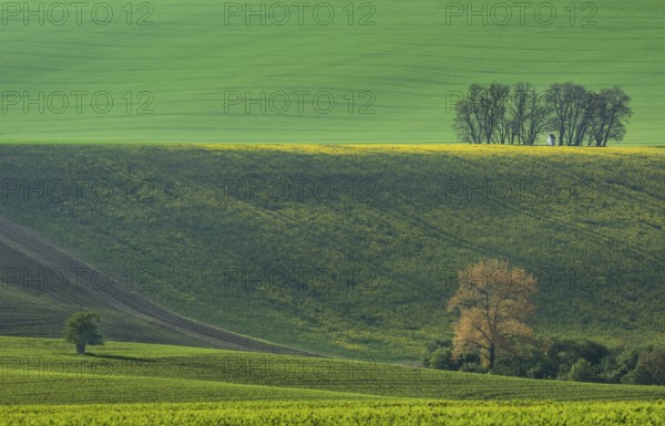 The small white Santa Barbara chapel surrounded by rape and wheat fields. Beautiful abstract