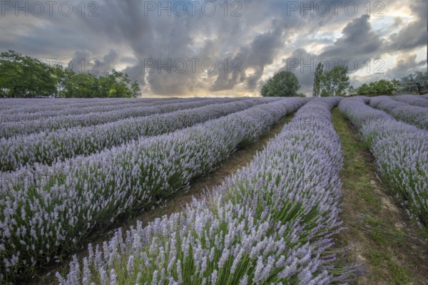 Beautiful summer evening in a lavender field. Large blue lavender bushes blooming in a cultivation