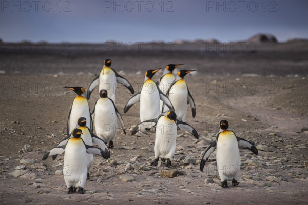 King penguins (Aptenodytes patagonicus), on their way to the sea, Volunteer Point, Falkland