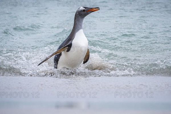 A gentoo penguin (Pygoscelis papua) reaches a beach, Bleaker Island, Falkland Islands, Great