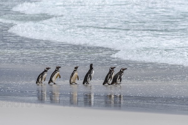 Magellanic penguins (Sphreniscus magellanicus), group on their way to the sea, Volunteer Point,