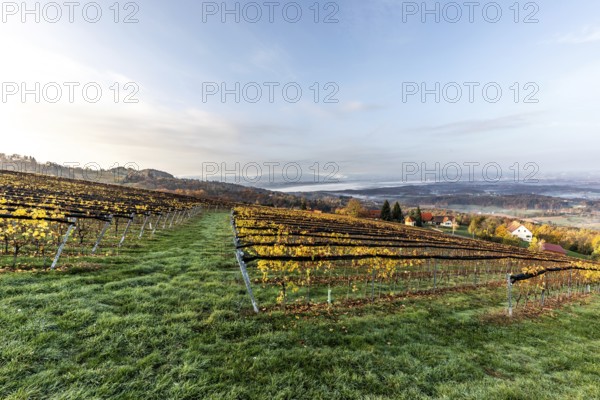 Morning atmosphere at the vineyard, fog drifts over wooded hills in the valley, St. Andrä-Höch,