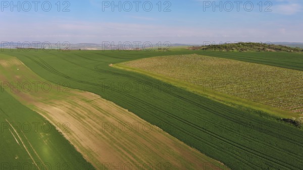 Aerial view of amazing green wavy hills with agricultural fields and vineyards in spring. South