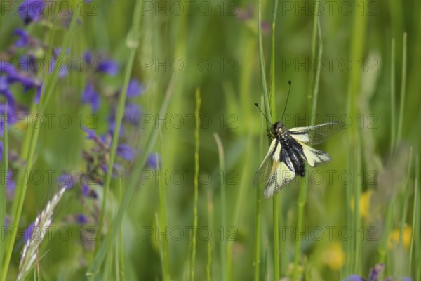 Dragonfly butterfly (Libelloides coccajus) in the Kocher valley, Kocher, Künzelsau, Hohenlohe,