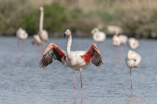 Flamingo (Phoenicopterus roseus) in a pond of a natural reserve. Saintes Maries de la Mer, Parc