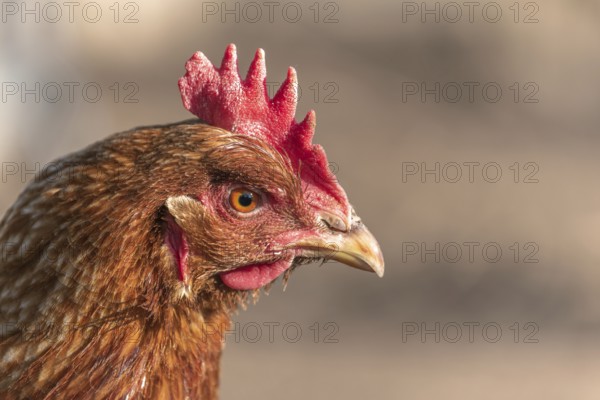 Portrait of a red hen in a chicken coop. France