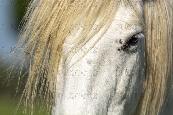 White Horse in spring in Camargue, France, Europe