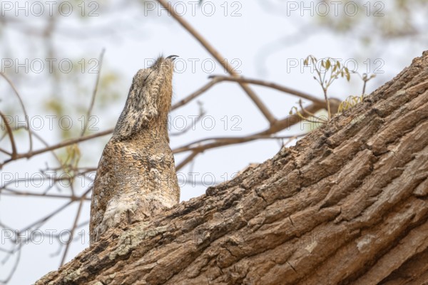 Giant day dormouse (Nyctibius grandis), Pantanal, inland, wetland, UNESCO Biosphere Reserve, World