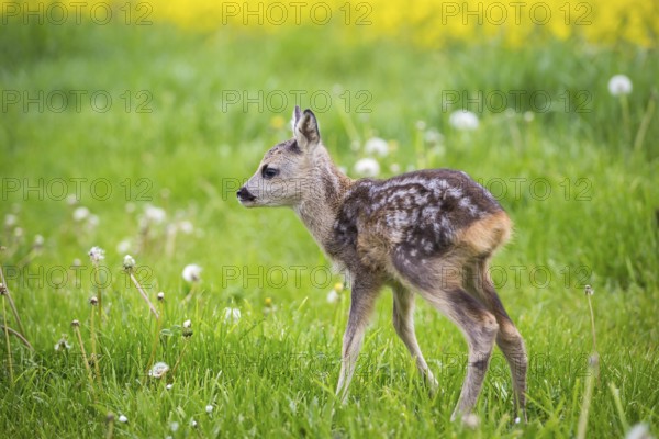 Young wild roe deer in grass, Capreolus capreolus. New born roe deer, wild spring nature