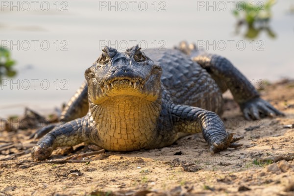 Caiman (Caimaninae), Crocodile (Alligatoridae), crocodile (Crocodylia), front view, close-up,