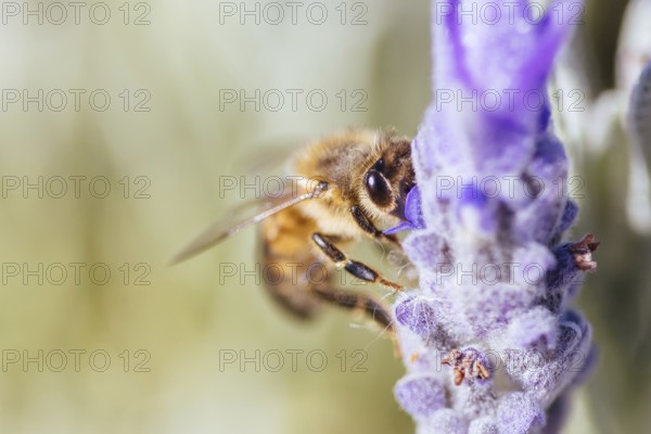 Closeup detail shot of a bee collecting pollen from lavender on sunny spring day in Axedale,