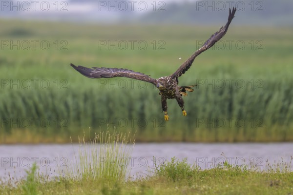 A white-tailed eagle (Haliaeetus albicilla) in flight over a green landscape with a background of