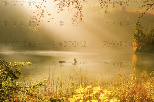 Beautiful landscape with autumn colors, sun rays and mist over lake and forest, in Fussen, Germany.