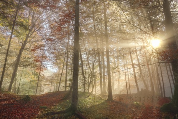 Representative image for the fall season, with a colorful forest, enlightened by sun rays that