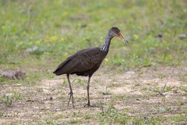 Side view of a Limpkin foraging on grassy ground, Pantanal Wetlands, Mato Grosso, Brazil, South